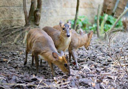 A closeup of adorable Vietnam mouse-deers (Tragulus versicolor) in the parkの写真素材