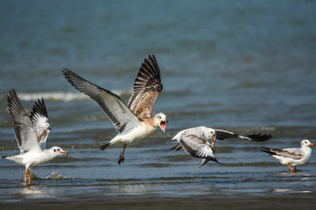 A selective focus of a group of Palla's gull hunting fish on the shore