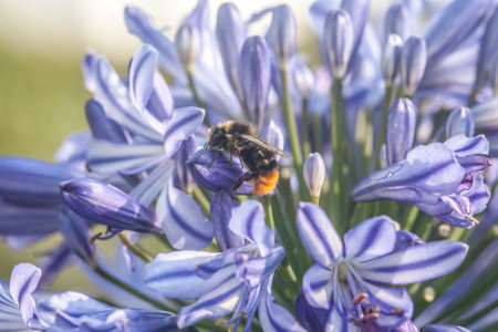 A closeup shot of a bee perched on a blooming blue agapanthus flowerの写真素材