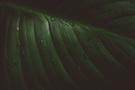 A closeup shot of water droplets on green leavesの写真素材