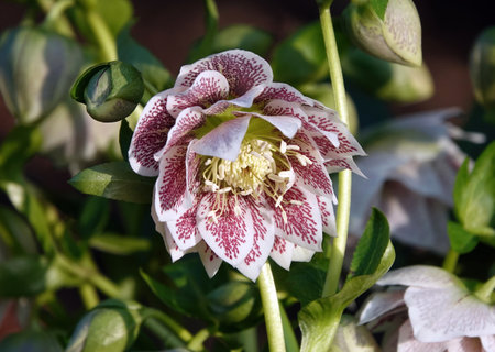 A closeup shot of a beautiful flowerの写真素材