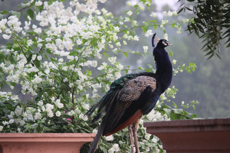 A closeup shot of a peacock bird with white flowers in the backgroundの写真素材