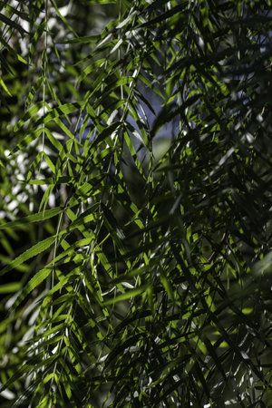 A selective focus shot of fresh green foliage under the sunlightの写真素材