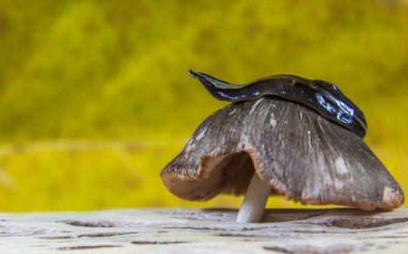 A closeup shot of a slug on top of the mushroomの写真素材