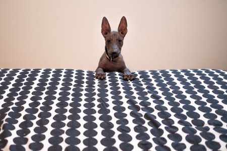 An adorable and cute four-month old medium grey Xoloitzcuintle puppy, the Mexican hairless dog, with pointy ears, puts his paws up on a bed.の写真素材