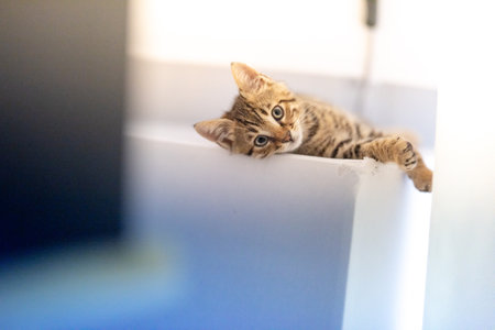 a selective focus shot of an adorable striped kitten lying on the white sofaの写真素材