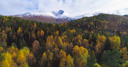 Aerial, drone shot, over foliage forest, towards a snowy mountain, in arctic wilderness, on a sunny, fall day, in Troms, Norwayの写真素材