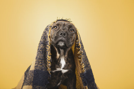 A closeup of a funny puppy covered with a woolen blanket isolated on yellow backgroundの写真素材
