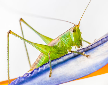 A closeup shot of a green cricket on a white backgroundの写真素材