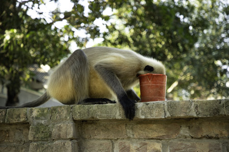 A closeup of a gray langur eating food on a wall in a park under the sunlight