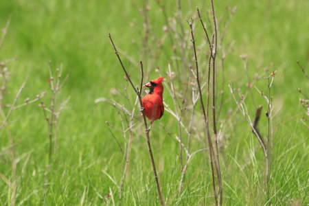 A red cardinal bird standing on a thin branch in a green field