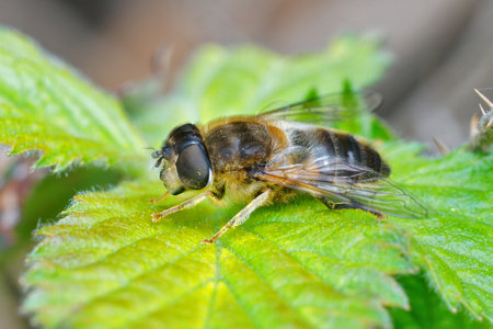 A closeup shot of a hoverfly on a green leaf