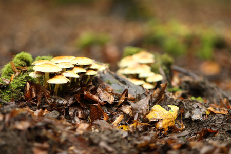 A soft focus of a cluster of yellow mushrooms growing abundantly on a forest floorの写真素材