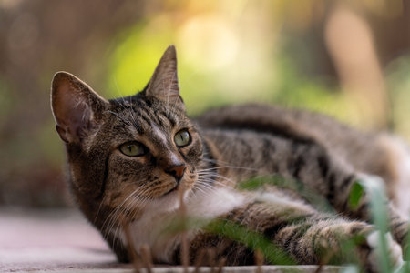 A selective focus shot of a beautiful cat lying on the groundの写真素材