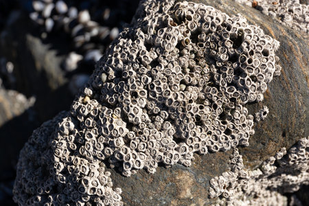 Closeup of Acorn barnacles on a beach rock. Semibalanus balanoidesの写真素材
