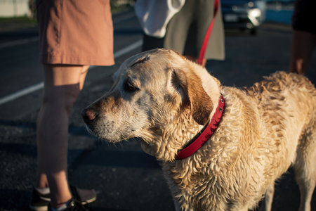 View of wet golden retriever dog walked outdoors on red leashの写真素材