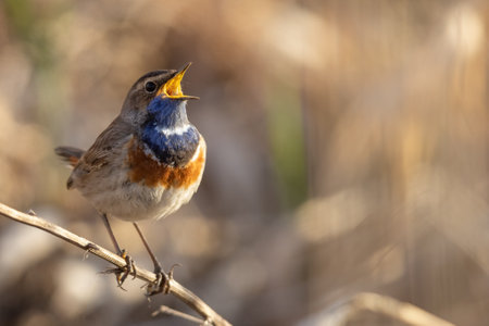 A Bluethroat perched on a tree twig on a blurred backgroundの写真素材