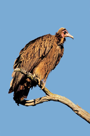 A hooded vulture (Necrosyrtes monachus) on a branch against a blue sky, South Africa