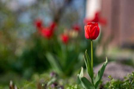 A closeup shot of red tulips in the gardenの写真素材