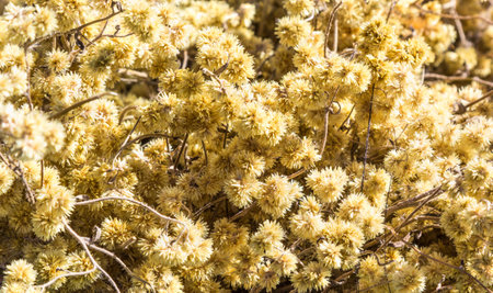 A closeup shot of Achyrocline satureioides dry flowers