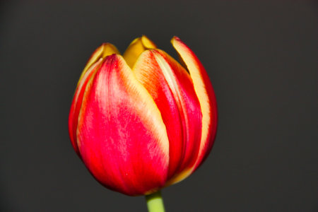 Red and yellow tulip with leaves. Blooming tulips. Floral backdrop. Closeup of tulip flower heads.の写真素材