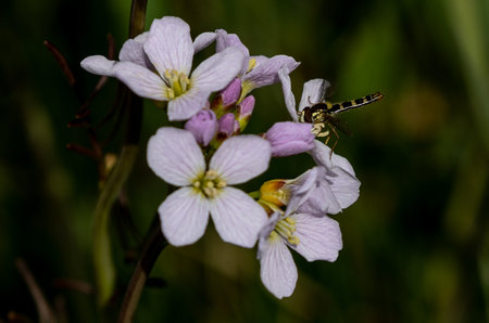 White meadow core flowers in a parkの写真素材