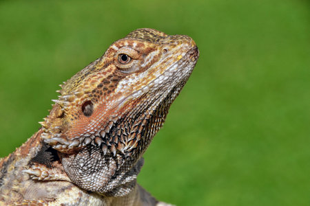 A closeup shot of a big lizard captured on a grass-covered fieldの写真素材