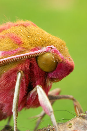 A vertical shot of a colorful large Elephant hawk-moth (Deilephila elpenor) on a green backgroundの写真素材