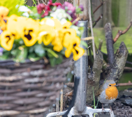 A closeup shot of a European Robin bird sitting on a garden forkの写真素材