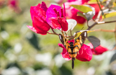 A closeup shot of a butterfly perched on a red flowerの写真素材