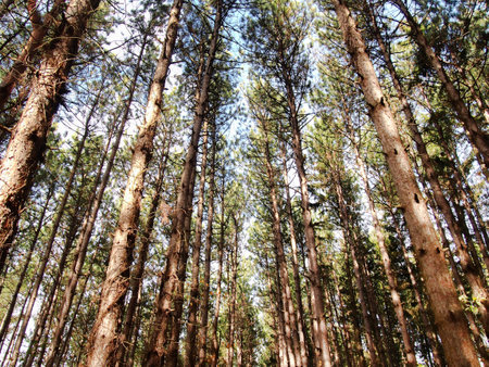 Pine trees in the forest in autumn