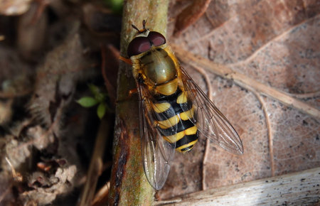 A macro shot of a cute little bee on a branch surrounded by dry leaves in the woods