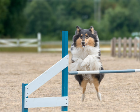 A cute Collie dog jumping over a hurdle on an exercise trackの写真素材
