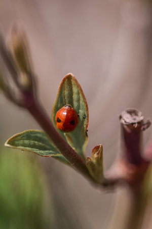 A vertical shot of a ladybug climbing a small leaf on a narrow branch with a blurred backgroundの写真素材