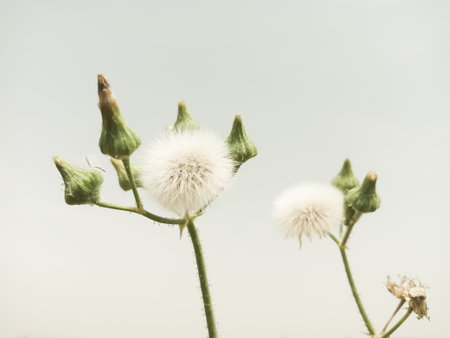 A closeup shot of a beautiful flowerの写真素材