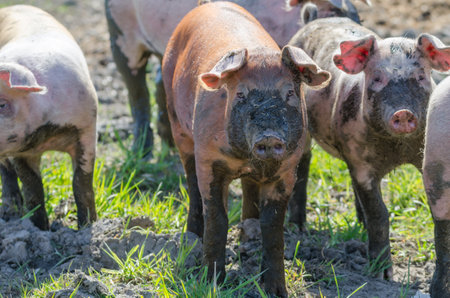 A rural farm with funny dirty pigs walking