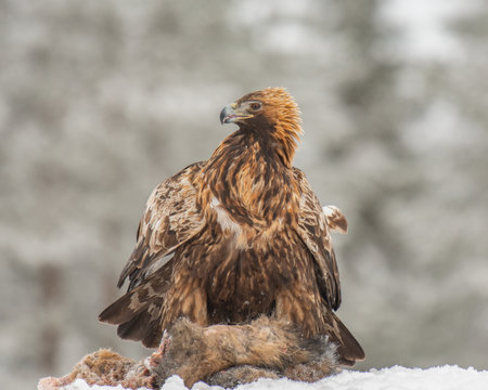 A golden eagle guarding its prey
