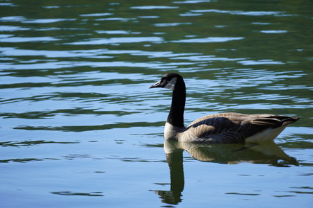 A goose swimming in a pondの写真素材