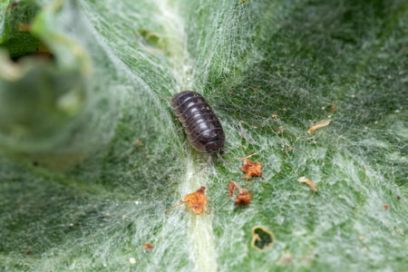 A closeup of a woodlouse on a green leaf covered with spiderweb