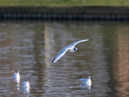 A beautiful view of a white bird soaring above the water in the forestの写真素材