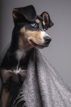 A vertical shot of a sitting Japanese terrier covered with a blanketの写真素材
