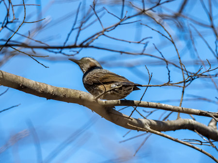 A selective focus shot of a dusky thrush perched on a branch