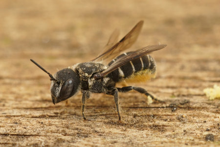 A closeup shot of a female small resin bee, Heriades crenulatus, on a wooden surface