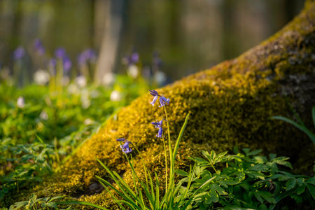 A soft focus of small purple flowers of a wild plant at a forest against a mossy treeの写真素材