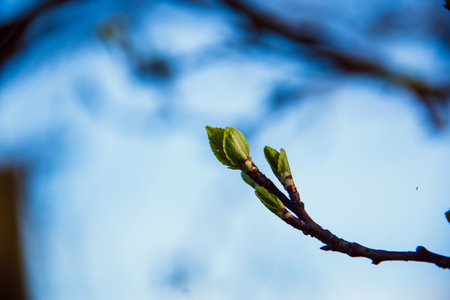 A closeup shot of newly sprouting leaves on a twig isolated on blurred backgriund