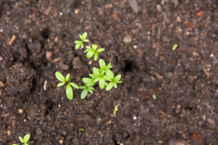 close-up of new watercress sprouts in the organic gardenの写真素材