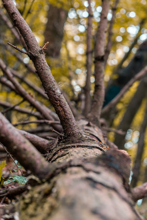 A low angle shot of a trunk of a tree in the sunlight in the forestの写真素材