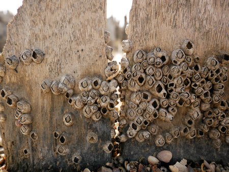 A closeup shot of shells stuck on a wooden board at the edge of the pondの写真素材
