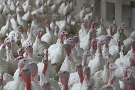Breeding turkeys on a farm