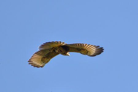 Harris's hawk (Parabuteo unicinctus), also known as bay-winged hawk or dusky hawk, in flight
